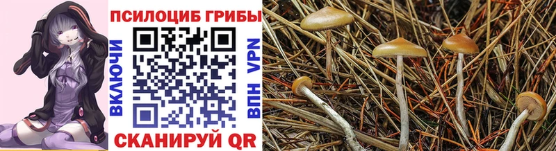 Галлюциногенные грибы мицелий  цены наркотик  Сортавала 